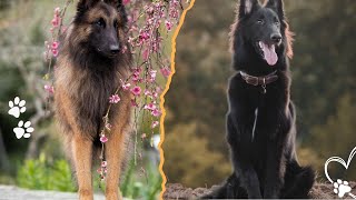 Think You Know Belgian Shepherds? Meet All 4 Breeds