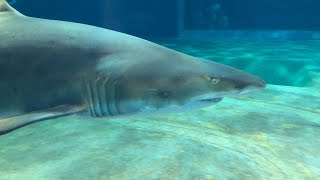 シロワニの簡単解説動画！ 白いワニじゃないからね！サメだよ！ Carcharias taurus, Sandtiger shark, Grey nurse shark