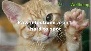 These Changes To Your Cat's Paw Might Indicate a Serious Infection