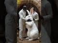 a white rabbit rescue millions of bees are attacked by rabbit 🐇.the rescue team rescued 🐇