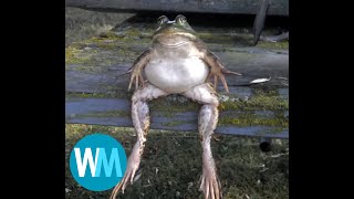 Top 5 Frogs ( part 2 )