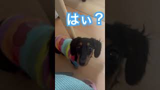 何言ってるの？おかあさん？#shorts#首傾げる犬#カニヘンダックス#癒し#可愛い#犬の気持ち