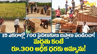 Sugar Free Rice RNR-15048 Paddy Cultivation | 15ఎకరాల్లో 700బస్తాలు! రూ.300 అధిక ధరకు..! Tone Agri