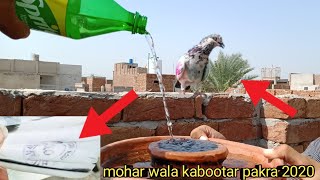 Mohar wala kabootar pakra | kabootar pakda in tournament 2020[faisalabad pigeon]