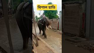 বিশাল- হাতি #elephant#beautiful king