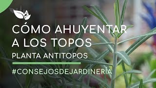 Cómo ahuyentar a los topos - Planta antitopos