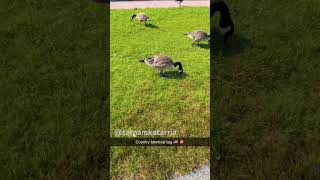 Spotting the Canada-USA Border Ducks 🦆🌍 | Identical Tags | Unique Story!