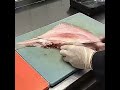 how to fillet a stingray reversed