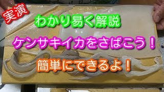 ケンサキイカ（シロイカ）のさばきかたを詳しく解説！墨袋をつぶさないでさばくよ