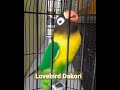 induce long cackling lovebird sound