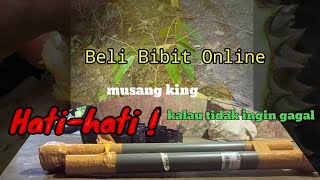 Unboxing bibit durian beli online sampai tanam 2 minggu