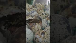 NEW BORN QUAIL CHICK FROM EGG