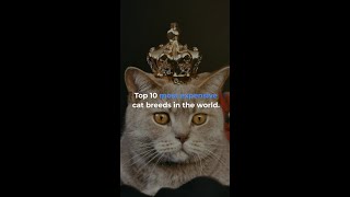 Top 10 Most Expensive Cat Breeds In The World | expensive cats breeds PART 1/6