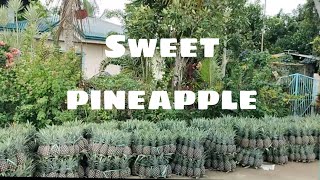 Sweet Pineapple @ Passi Iloilo