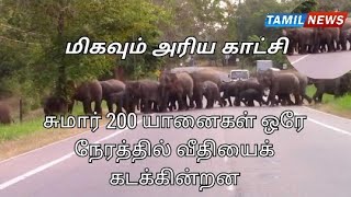 மிகவும் அரிய காட்சி.சுமார் 200 யானைகள் ஒரே நேரத்தில் வீதியைக் கடக்கின்றன. | Tamil News Sri Lanka