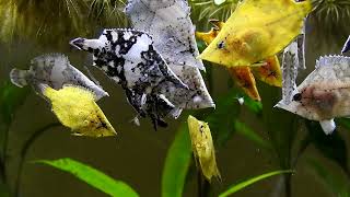 South-American Leaf fish Breeding \u0026 Raising fry