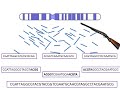Shotgun Sequencing Simple Animation