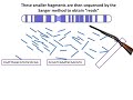 Shotgun Sequencing Simple Animation