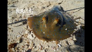 第79集  蓝斑毒刺怪鱼，竟是菲律宾人口中美食  String Ray fishing and cook in Palawan,Philippines