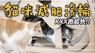 【黃阿瑪的後宮生活】貓咪減肥滾輪！XXX跑超快！