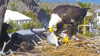 #347🦅Captiva Eagle Nest／Clive💗Connie／Dasher \u0026 Dancer ／Window To Wildlife／Captiva Eagle Cam