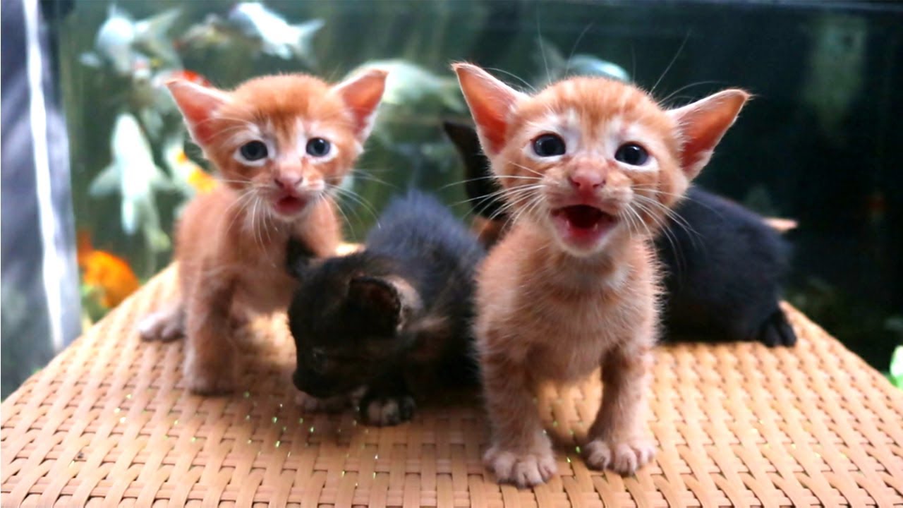 Kittens Meowing Youtube