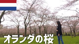 【オランダ】お花見🌸Amsterveenにある桜の公園。アジア系スーパー購入品！コーヒーとマカロン