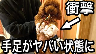 【衝撃】犬の手足がすごいことになりました【トイプードル】