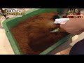 30グラム越え連発！！国産カブトムシ幼虫飼育これを見ればok！？ マット交換＆体重測定【コツなど】