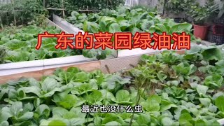 来菜园里管理一下红菜苔绿菜苔