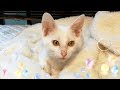 【保護猫】アルくんの最近の悩み事&子猫の爪の切り方 cut kittens nail