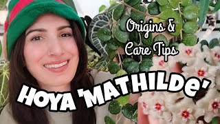 Hoya cv 'Mathilde' Origins \u0026 Care Tips! 🌿 12 Days of Plantmas Day 11 🎄✨️