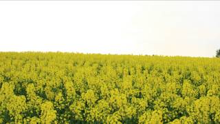 2013　北海道　滝川市　菜の花