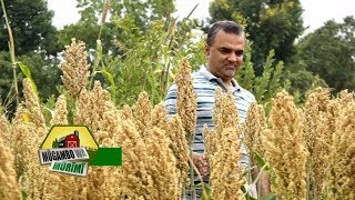 Advanta Hybrid Sorghum Variety in Kenya.