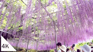 【4K】Walking in Ashikaga Flower Park where white wisteria flowers are in full bloom