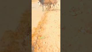 please subscribe my YouTube channel viral short videos donkey Malgudi female gadha