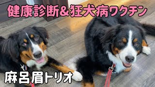 【多頭飼いの受診】麻呂眉トリオが健康診断＆狂犬病ワクチンに行ったら、わちゃわちゃでした😂【Bernese Mountain Dog】【Chihuahua】