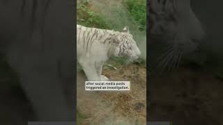 Rare white tiger saved and moved to Germany