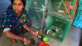 କଣ ଦେଲୁ Soft Food🤭||Birds Vlogs||Trilochan Lopamudra Vlog