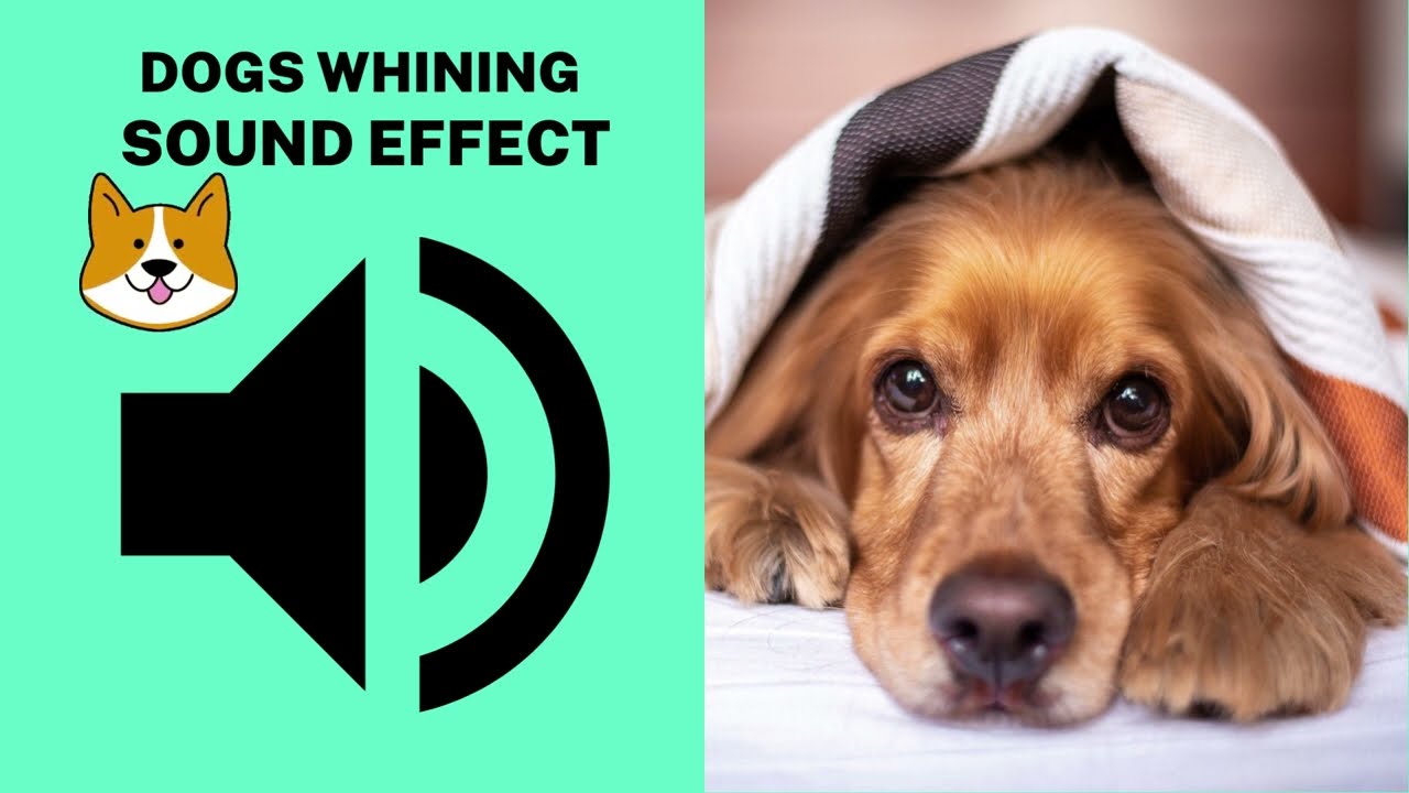 Dogs Whining Sound Effect - YouTube