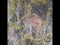 mt wellington wallaby hiking tasmania nature australia