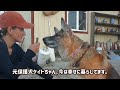 【ジャーマンシェパード】犬の性格も体質もそれぞれ違うもの。絶対こうすべきなんて事はない。