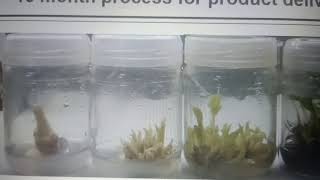 திசு வளர்ப்பு வாழை என்றால் என்ன? What is tissue culture banana? (In Tamil )