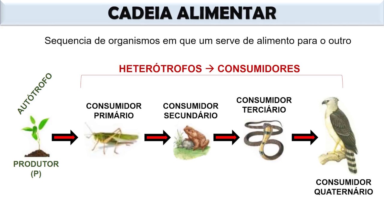 ECOLOGIA: Cadeia Alimentar E Teia Alimentar, Fluxo De Matéria E Energia ...