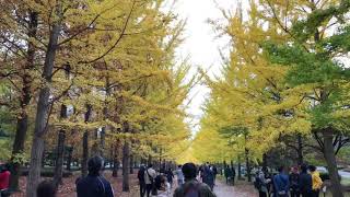 天童運動公園　銀杏並木