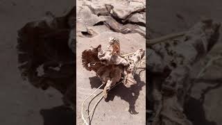 chameleon Changing Color With Spectacular Movements