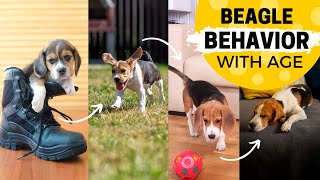 How Your Beagle’s Behavior Can Change with Age?