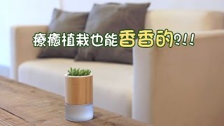 去味大師植栽香氛