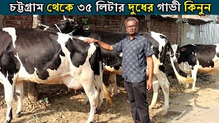 চট্টগ্রামের সেরা গাভীর খামার। ৩৫ লিটার দুধের গাভী কিনুন খুব কম টাকায়।Dairy Farming