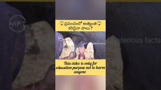 ప్రపంచంలో అంత్యంత కారిదైనా పాలు?#itsfact#viralshorts#trendingshorts #shortsfeed#mysteriousfacts